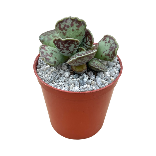 Adromischus cooperi (Plover Eggs Plant)