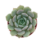 Echeveria derenbergii x derosa