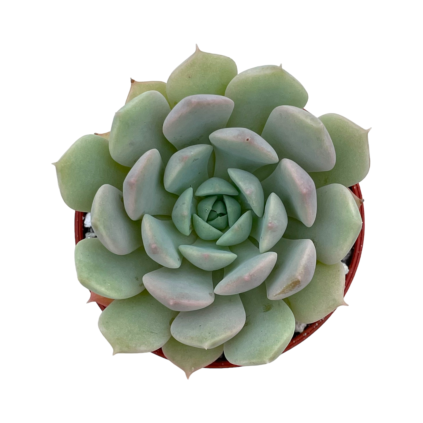 Echeveria derenbergii x derosa