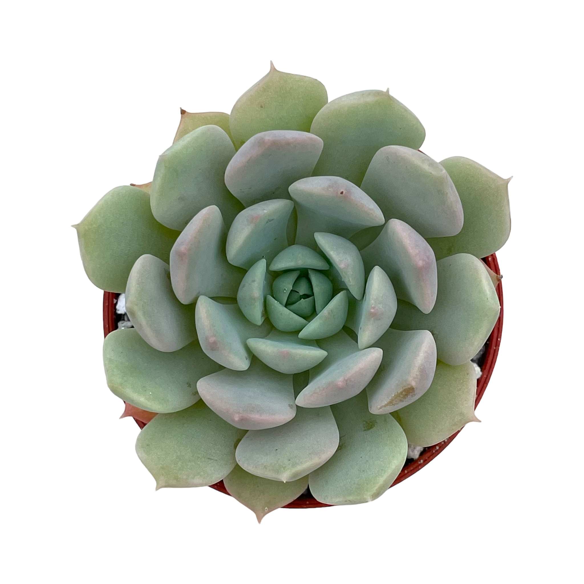 Echeveria derenbergii x derosa