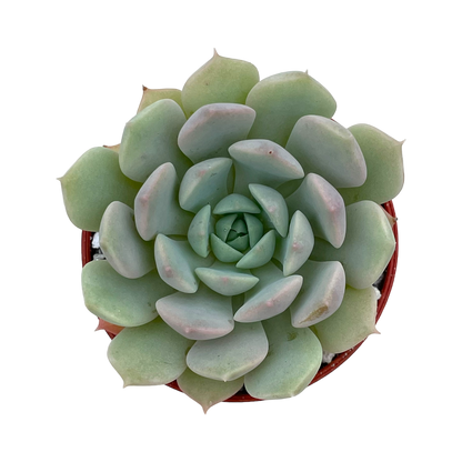 Echeveria derenbergii x derosa