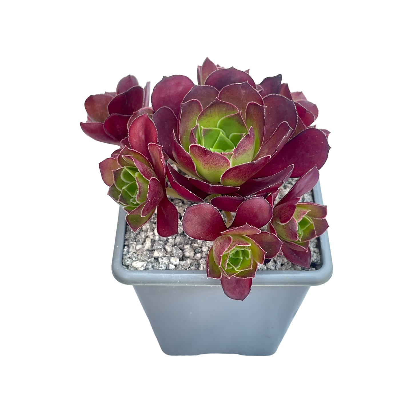 Aeonium 'Dynamite'