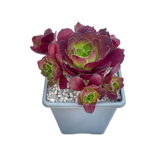 Aeonium 'Dynamite'