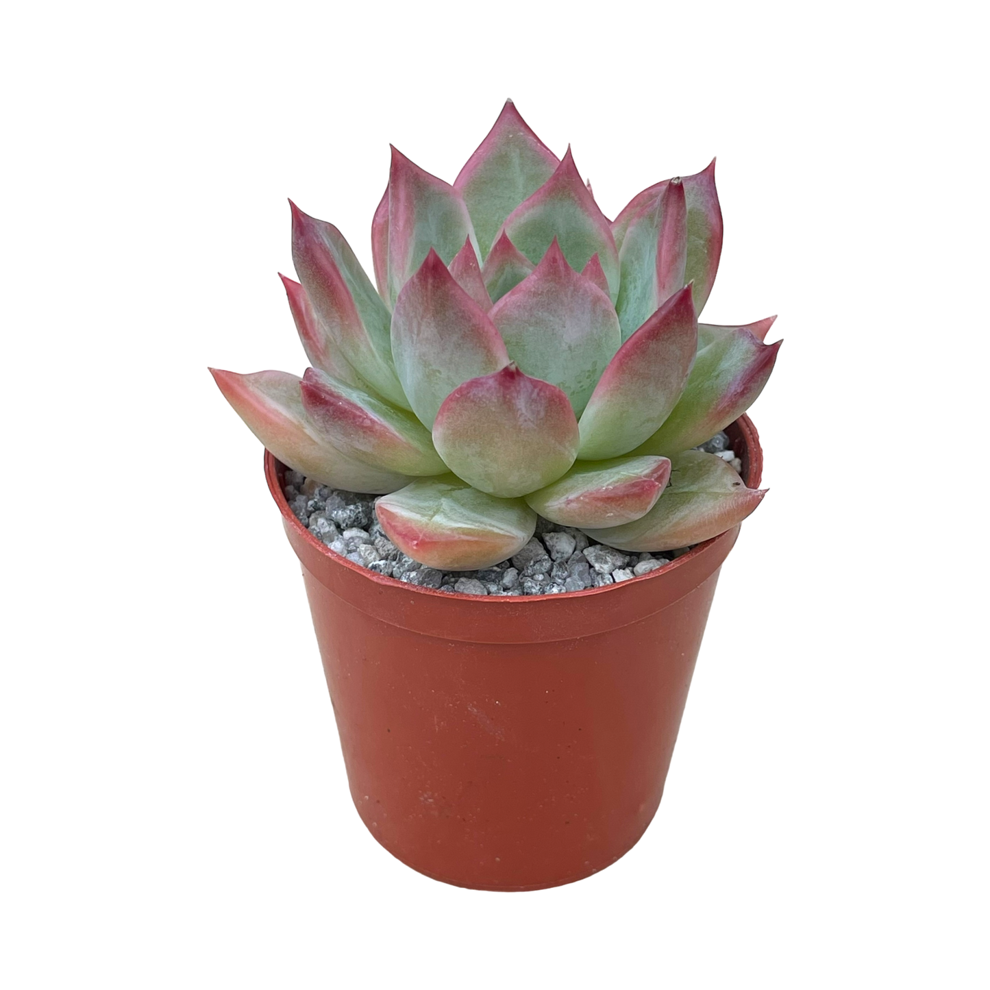 Echeveria colorata 'Desert Harmony'