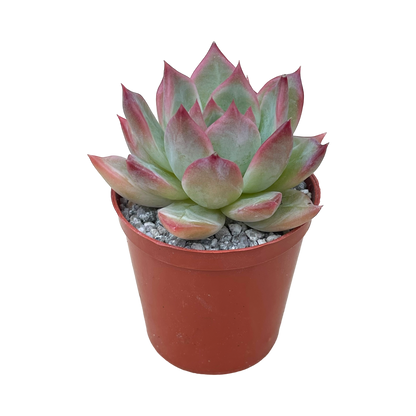 Echeveria colorata 'Desert Harmony'