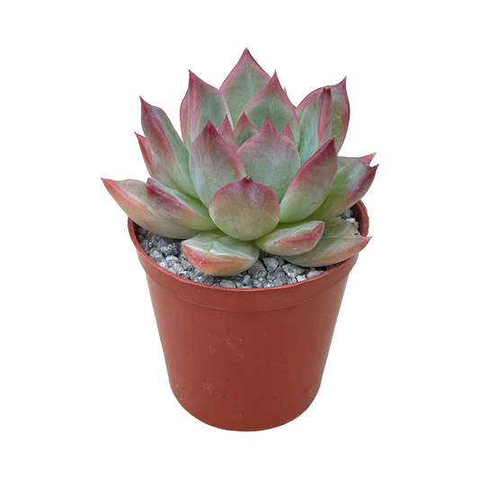 Echeveria colorata 'Desert Harmony'