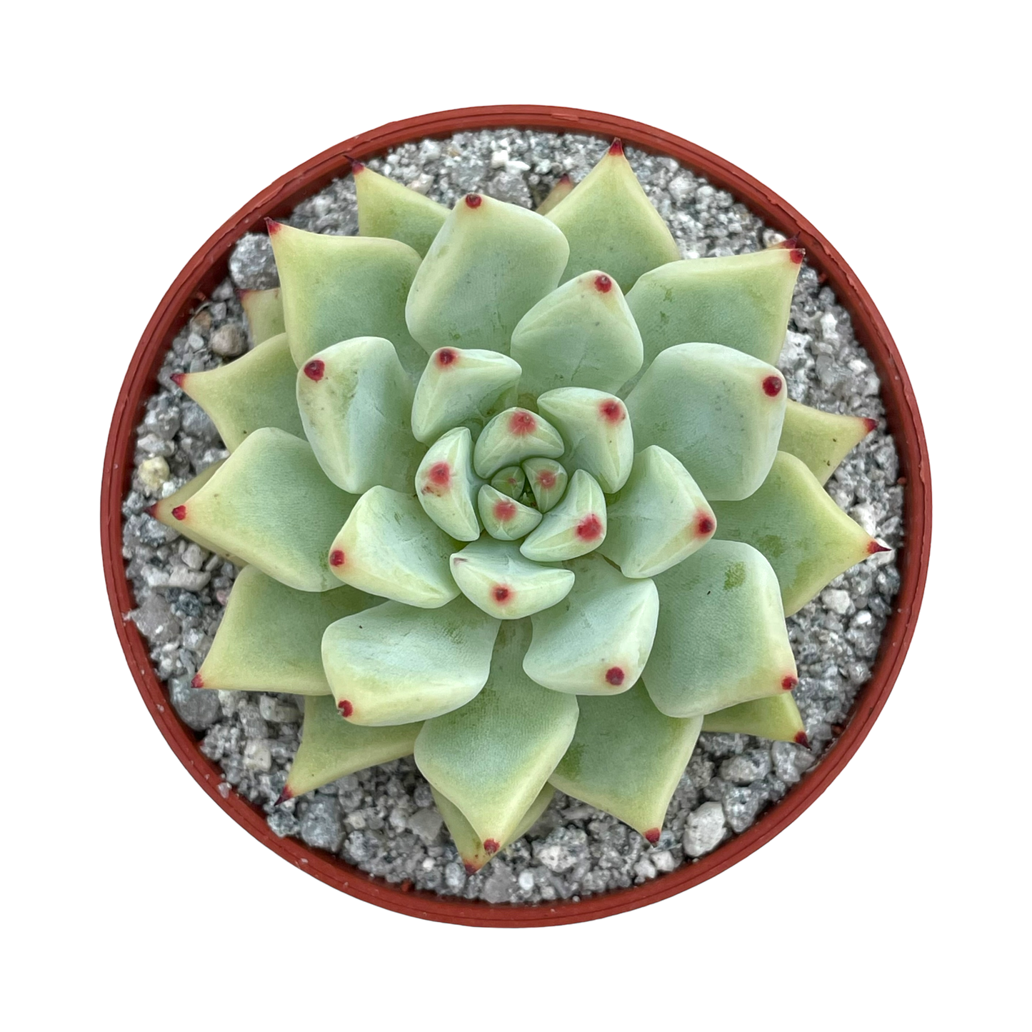 Echeveria cuspidata var. zaragoza