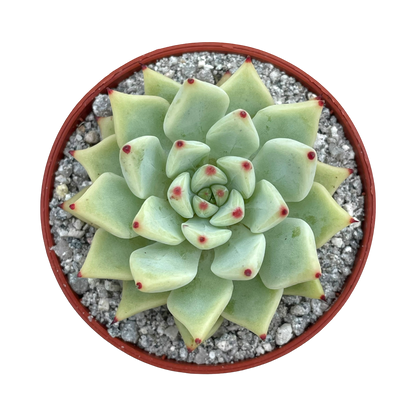 Echeveria cuspidata var. zaragoza