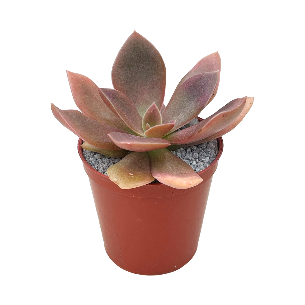 Echeveria carnicolor