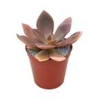 Echeveria carnicolor
