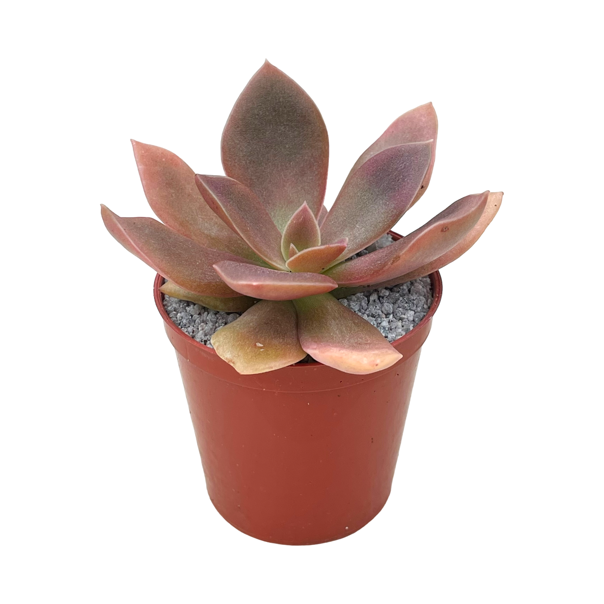 Echeveria carnicolor