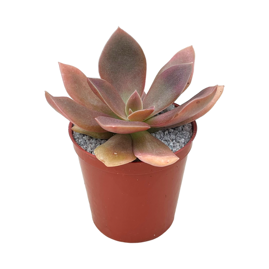 Echeveria carnicolor