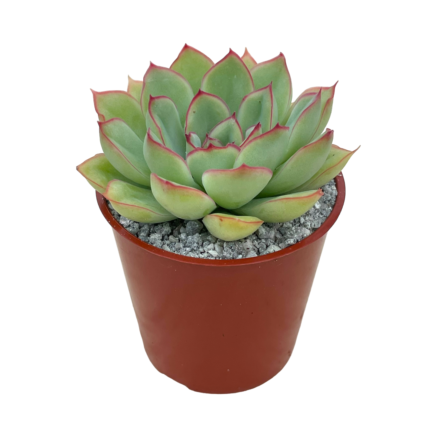 Echeveria pelusida