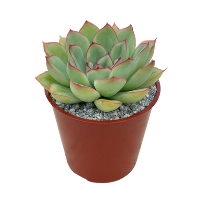 Echeveria pelusida