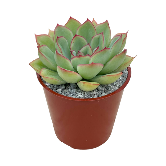 Echeveria pelusida