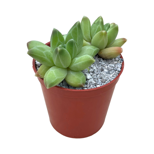 Pachyphytum compactum (Little Jewel)