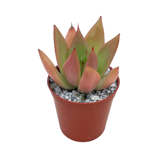 Echeveria agavoides 'Tango'