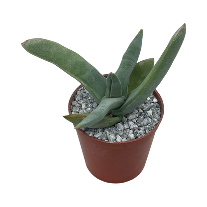 Crassula falcata (Airplane Plant)