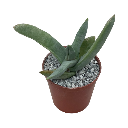 Crassula falcata (Airplane Plant)