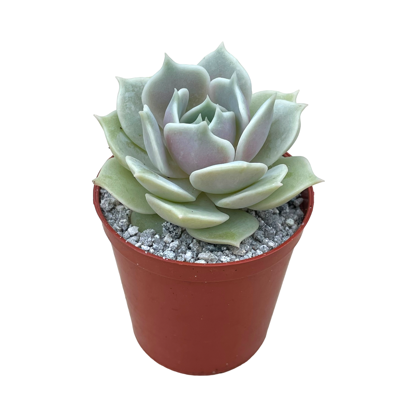 Echeveria 'Lola'