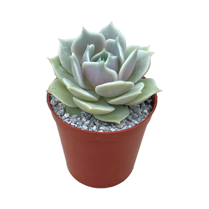 Echeveria 'Lola'