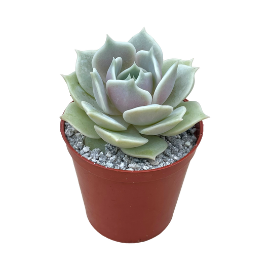 Echeveria 'Lola'