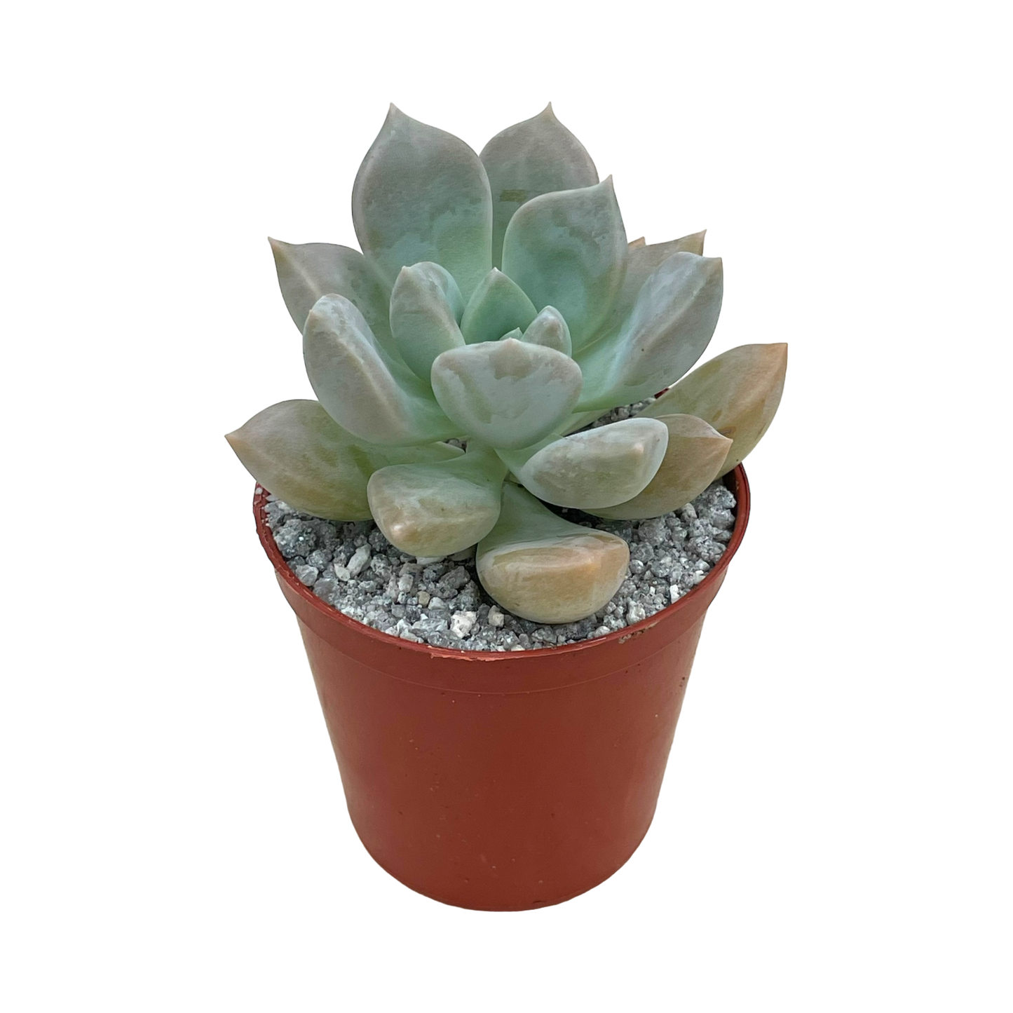 x Graptoveria 'Koala'