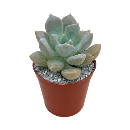 x Graptoveria 'Koala'