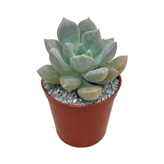 x Graptoveria 'Koala'