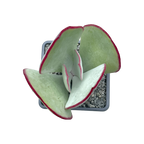 Cotyledon orbiculata 'Red Necklace'