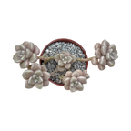 Graptopetalum mendozae