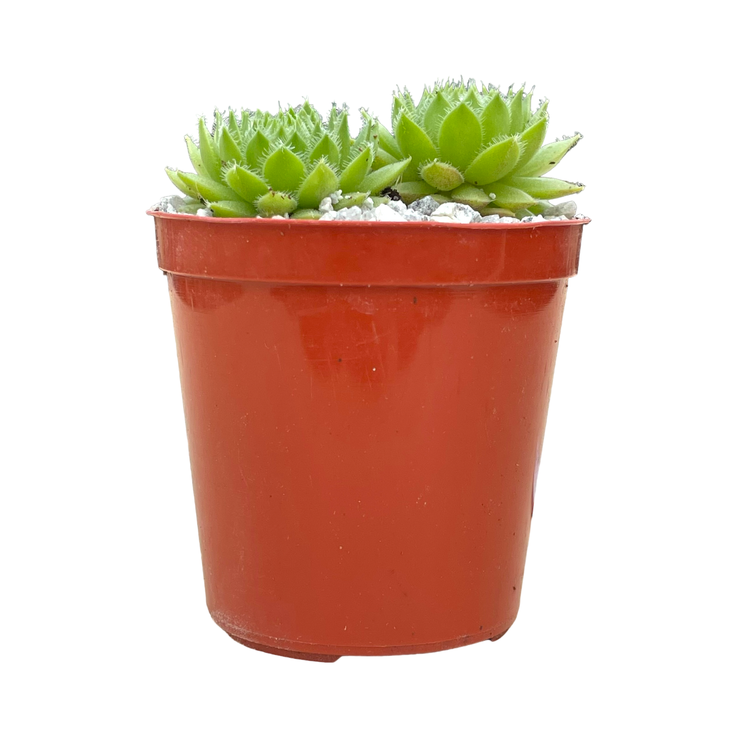 Sempervivum ingwersenii