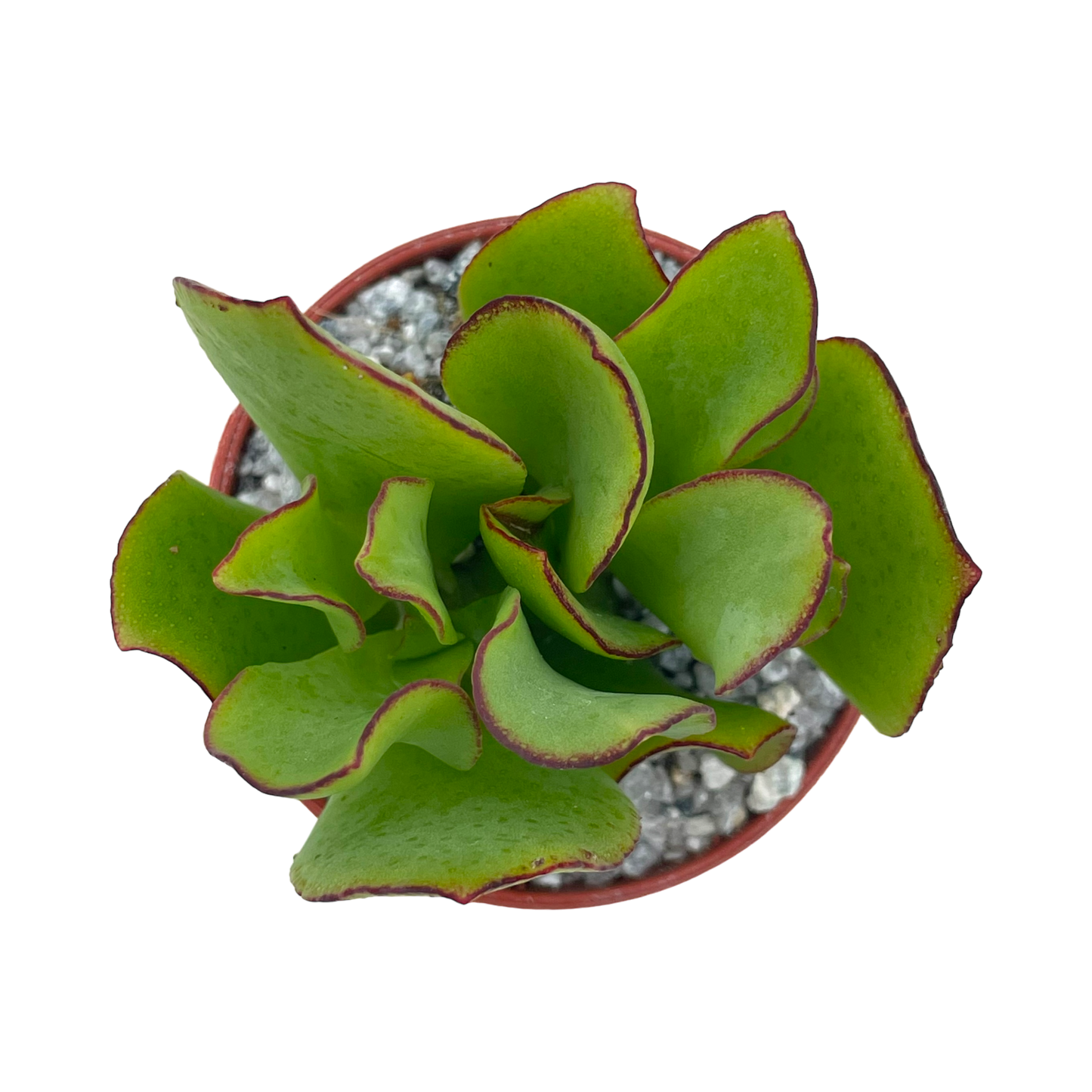 Crassula arborescens ‘Ripple Jade’