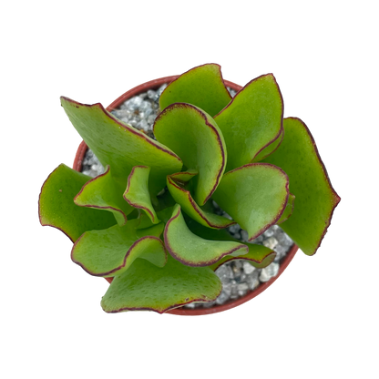 Crassula arborescens ‘Ripple Jade’