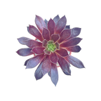 Aeonium 'Logan Rock'