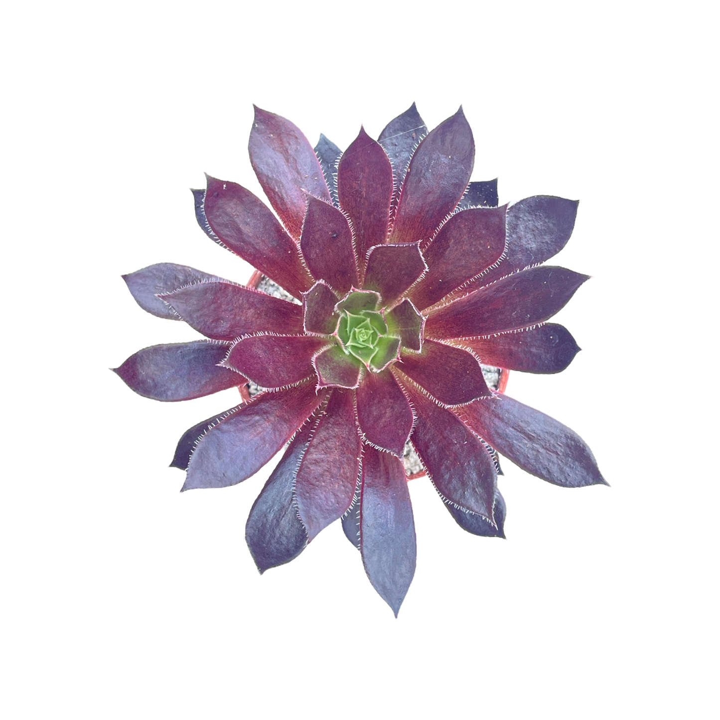 Aeonium 'Logan Rock'