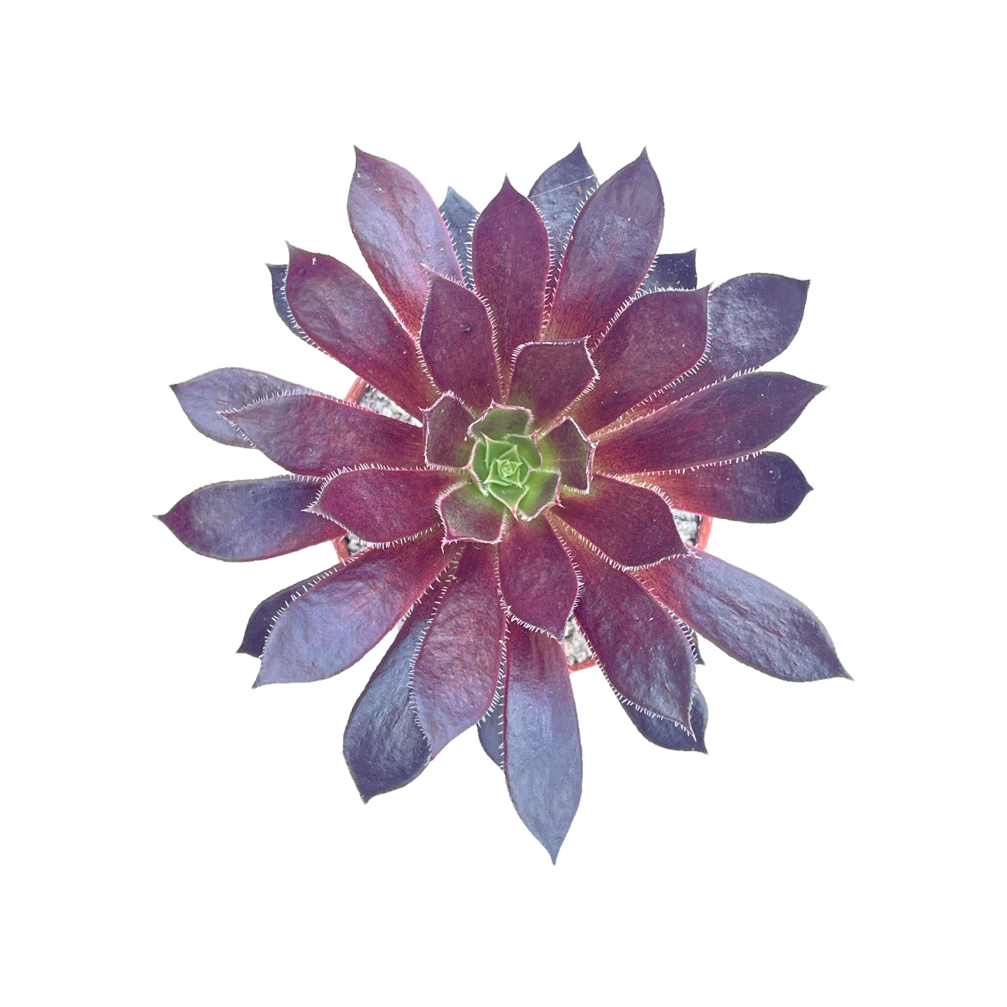 Aeonium 'Logan Rock'