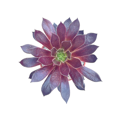 Aeonium 'Logan Rock'