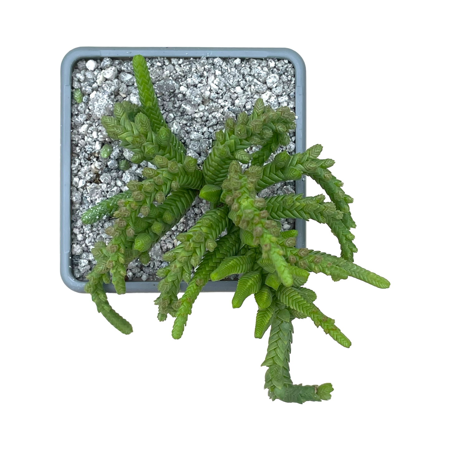 Crassula muscosa var. monstruosa