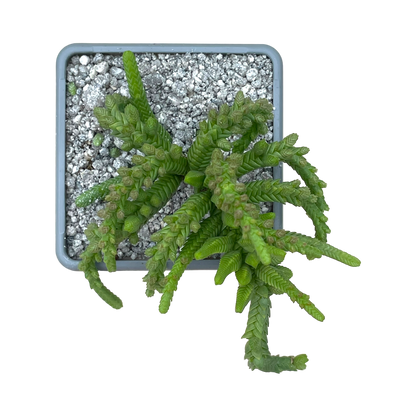 Crassula muscosa var. monstruosa