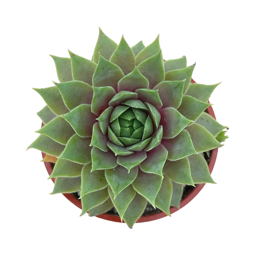 Sempervivum 'Lilac Time'