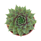 Sempervivum 'Lilac Time'