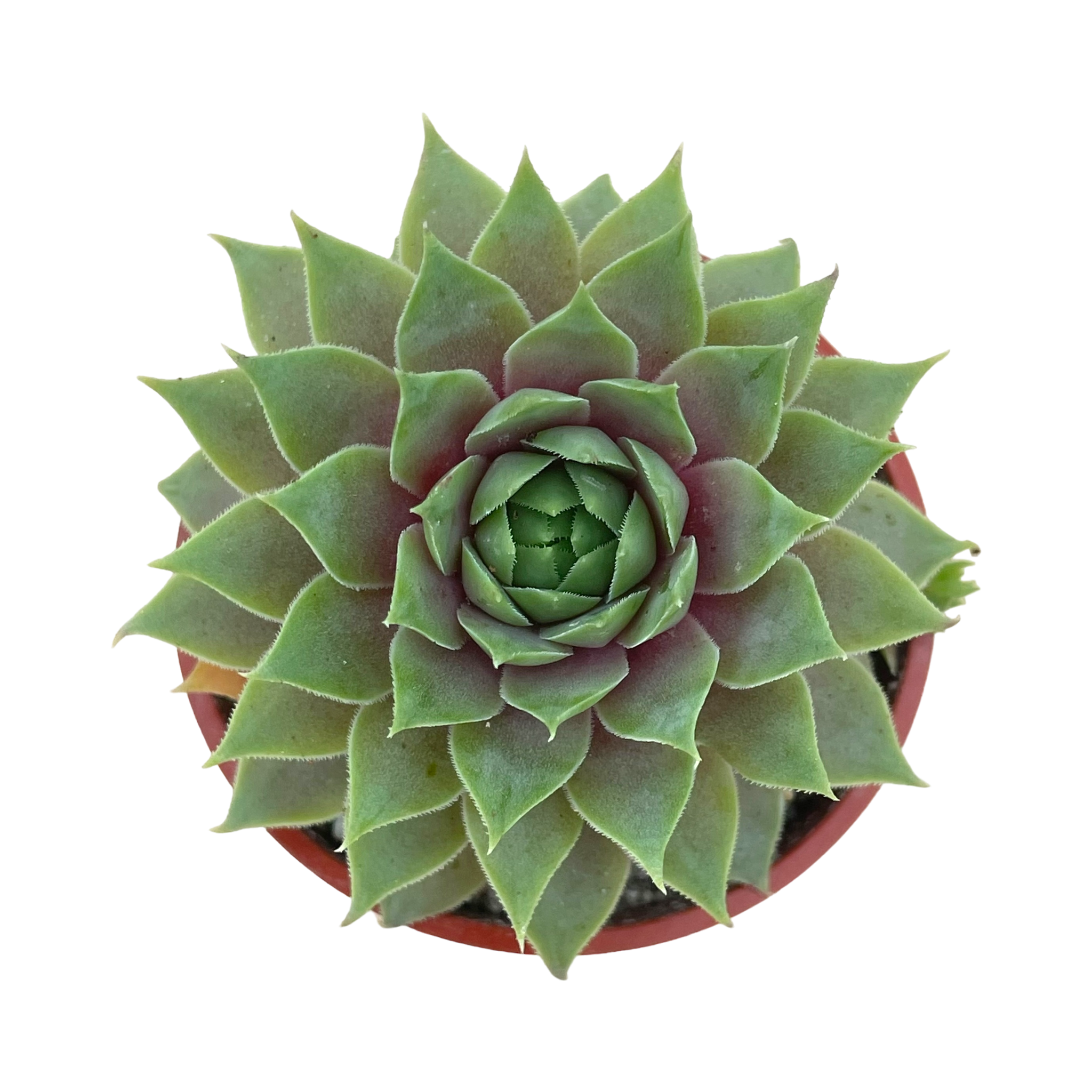 Sempervivum 'Lilac Time'