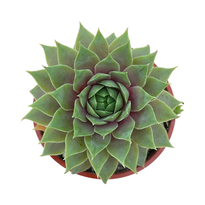 Sempervivum 'Lilac Time'