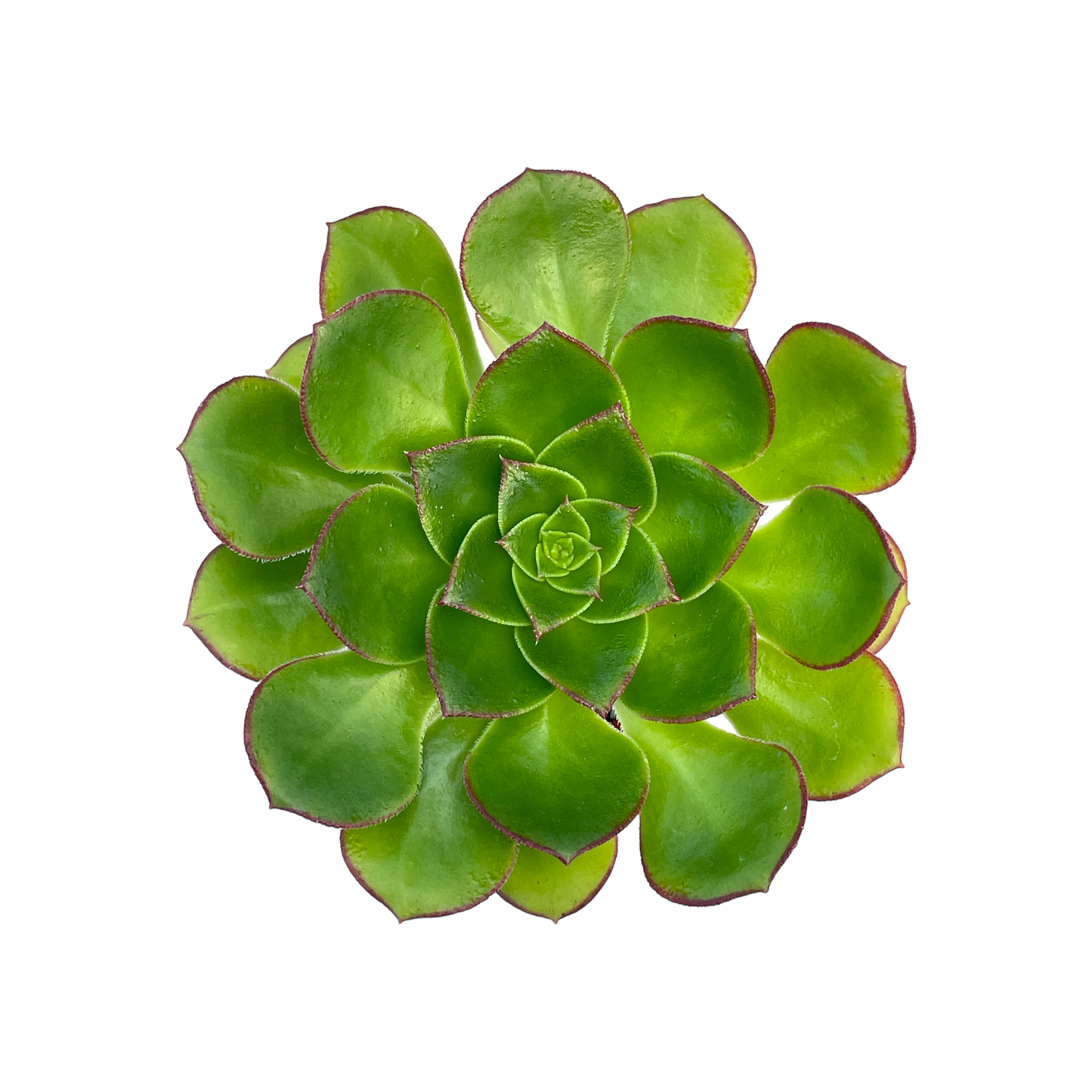 Aeonium 'Red Edge'