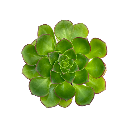 Aeonium 'Red Edge'