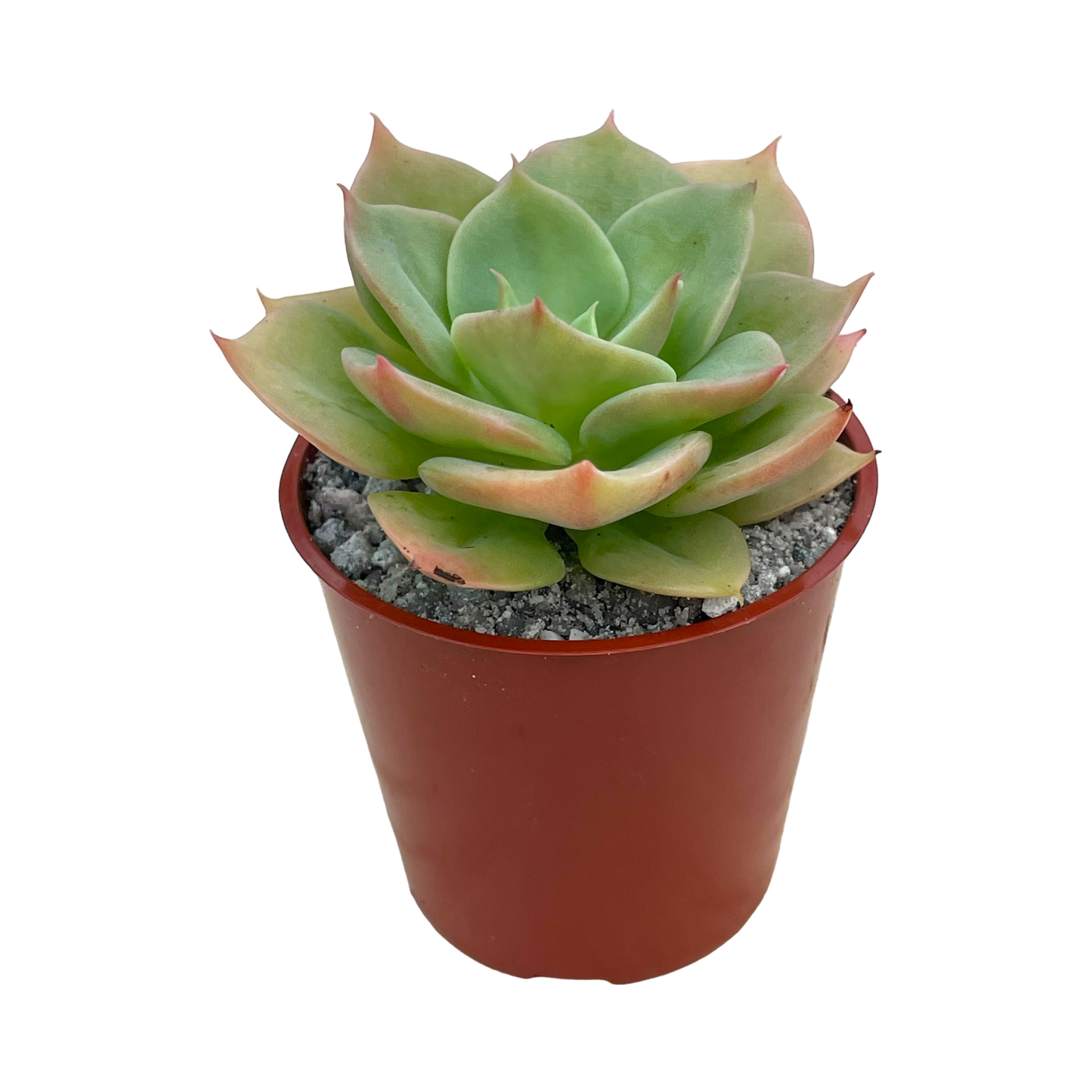 Echeveria funkii