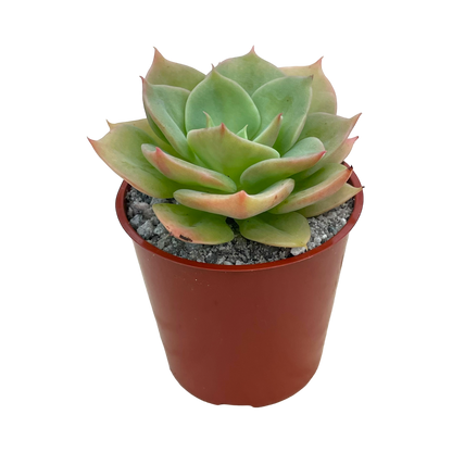 Echeveria funkii