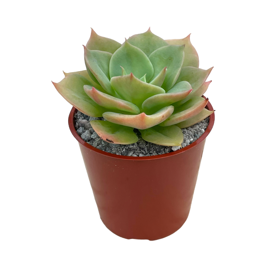 Echeveria funkii