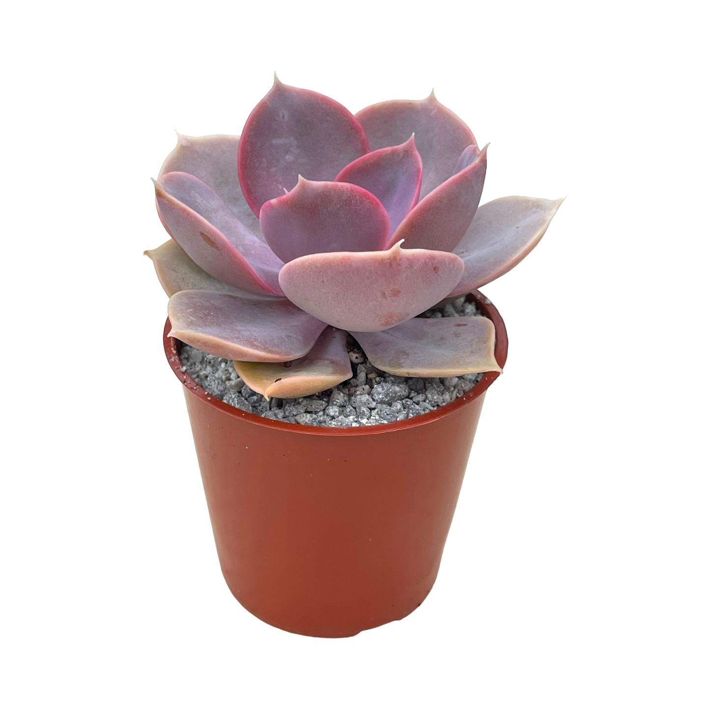 Echeveria 'Duchess of Nuremberg'